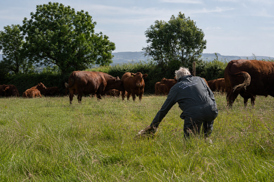 What's the Difference Between Grass-Fed and 100% Grass-Fed Beef?