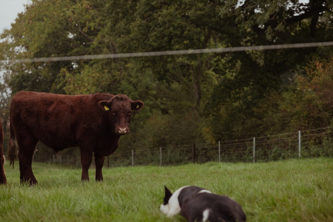 New Life, Shared Tables and Why Our Family Farms Matter More Than Ever