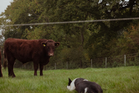 New Life, Shared Tables and Why Our Family Farms Matter More Than Ever